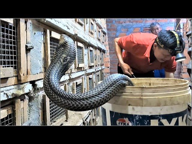 How Vietnamese farmers make millions of dollars from commercial cobra farming. harvest cobra 2023