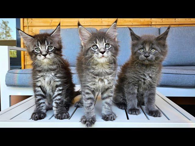 Maine Coon Kittens Growing Up | Day 1 - 100