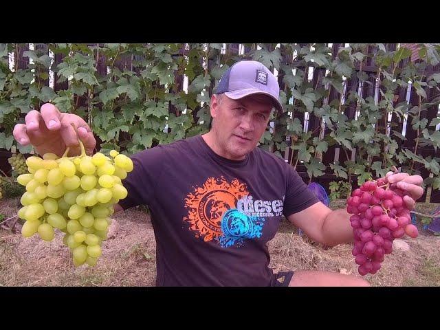 Grapes are Ready but not All. Grapes by September 1st