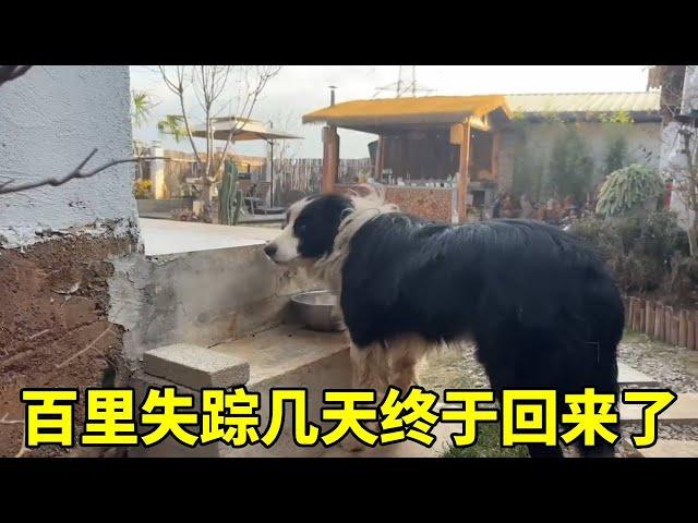 百里回來了,一身狼狽樣,今天又給小院添加新設備,越來越漂亮了 #生活的煙火氣息 #生活vlog #記錄平凡生活 #小院改造 #有一種叫雲南的生活