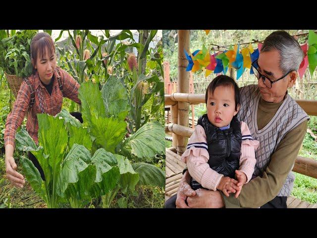 Grandpa always tries to work? - Picking giant vegetables to sell - Animal care | Ly Phuc Binh