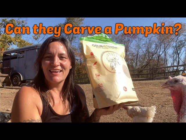 Will My Chickens Carve a Pumpkin?