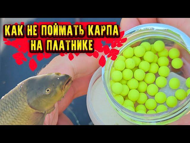 КАК не поймать КАРПА на платнике