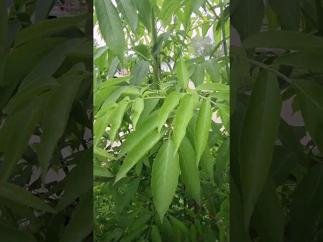 Crazy Growth in an Elderberry in ONLY 3 Months! #permaculture #homestead #gardening