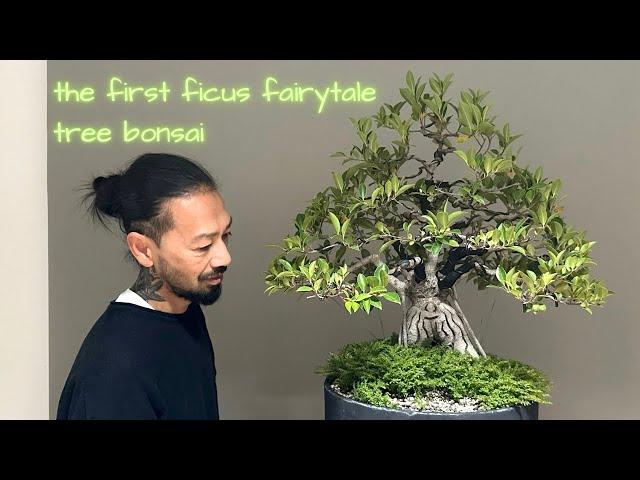 Ficus bonsai becomes a fairytale tree. the first fairytale tree bonsai