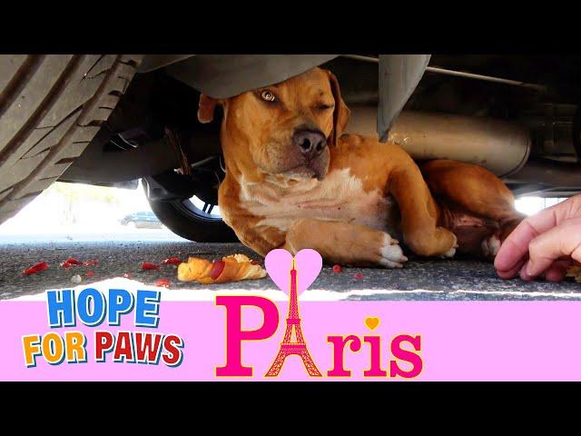 Abandoned Pit Bull hid under a car for a whole day and wouldn't move 