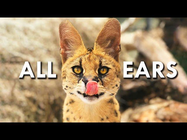 Servals Are Like 90% Ears