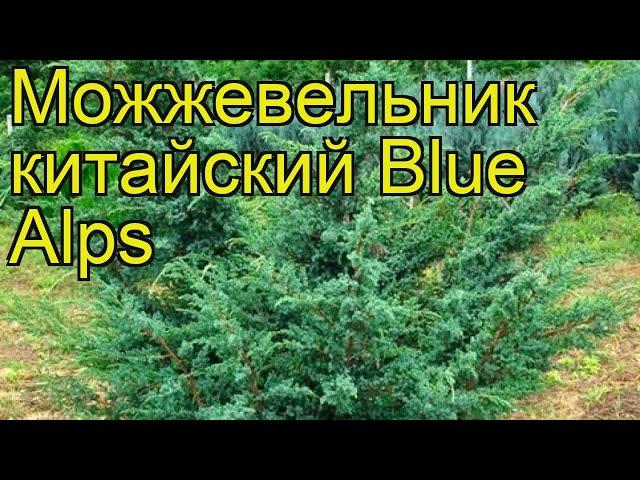 Можжевельник китайский Блю альпс. Краткий обзор, описание juniperus chinensis Blue Alps