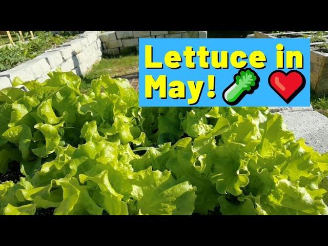 Update #4: DIY Upcycle Vegetable Garden for May 1, 2021