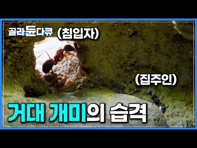 [ENG SUB] Slave-Making Ants: A Battle for Survival Against Giant Invaders #PICKDOCU