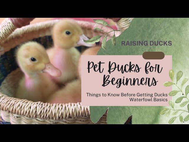 Raising Ducks for Beginners | What you Need to Know