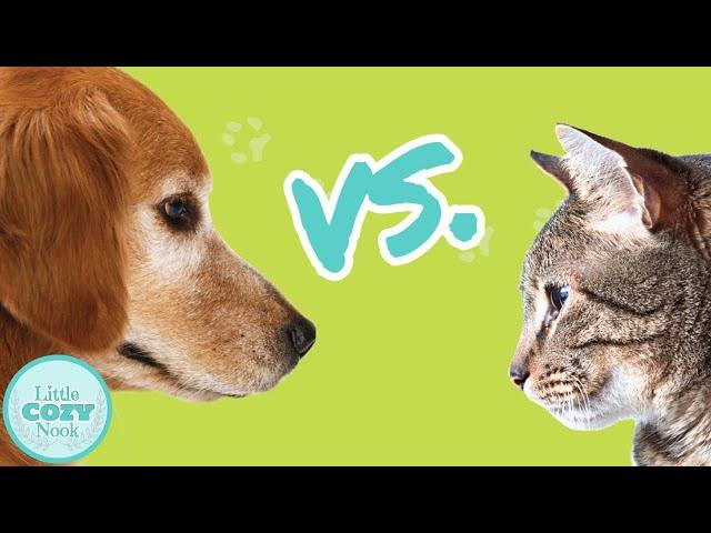Dogs vs. Cats | Which is Better?