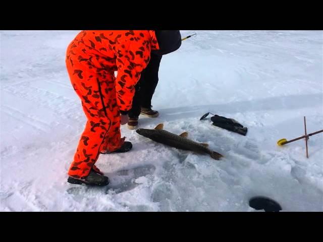 Check out a 40-inch northern pike pulled in at Higgins Lake