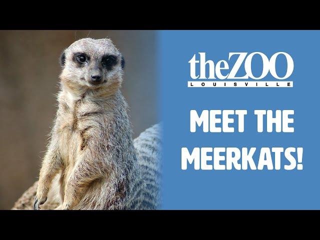 Meet the Louisville Zoo Meerkats