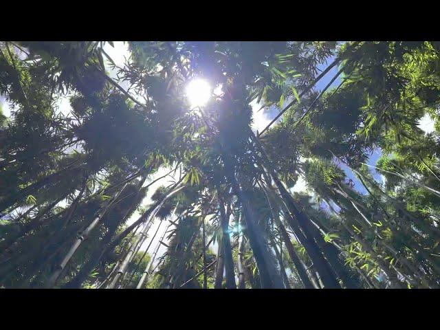 The Bamboo Forest Haleakala National Park | Pipiwai Trail | Road to Hana | Maui, Hawaii