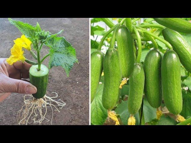 I was surprised to propagate cucumbers this way  || Deci garden 27