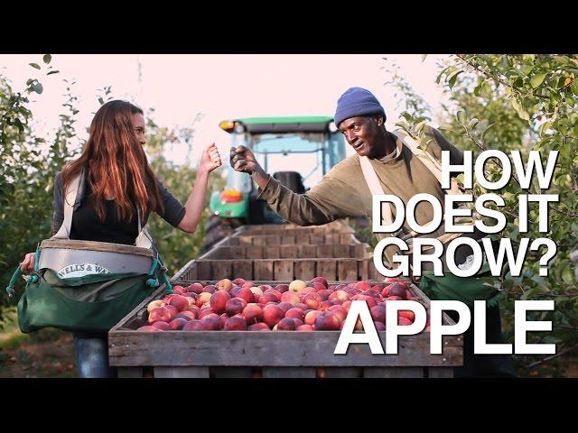 APPLE | How Does it Grow?