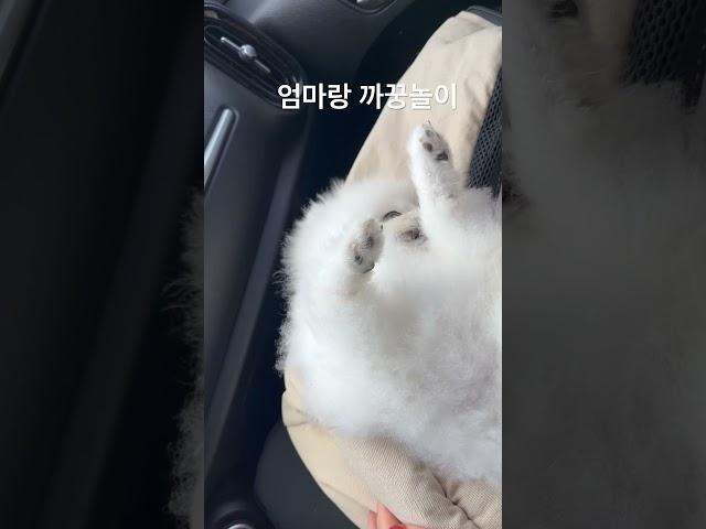 더해라! #강아지 #동물농장강아지 #강아지브이로그 #화이트포메분양 #강아지일상 #애견영상 #puppy #강아지숏츠 #pomeranian #강아지놀이 #웃긴강아지 #웃긴영상 #포메
