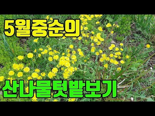 텃밭친구의 5월 중순경 산나물텃밭모습(반대방향, 시간없으신 시청자를 위해)