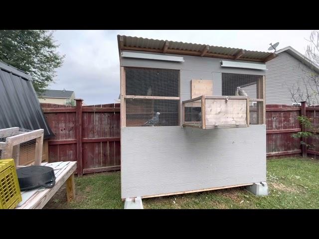 First Video of Zorro’s Racing Loft; Small Racing Pigeon Loft