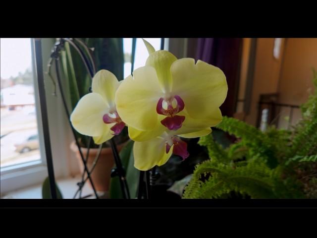 My Orchids, The Wong Way and why doing Hard Things are good for the Soul