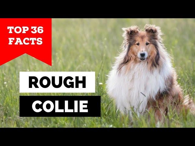 99% of Rough Collie Owners Don't Know This