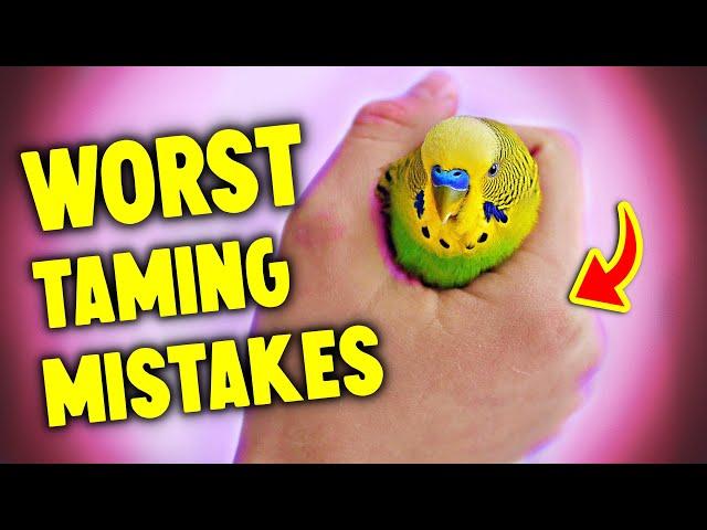 5 Taming Mistakes Bird Owners Make