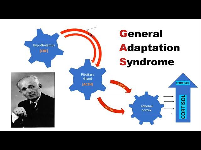 GAS - General Adaptation Syndrome Model of Stress