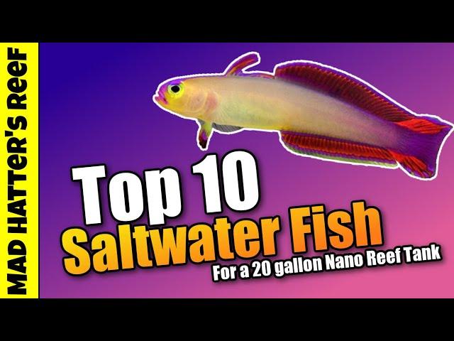 Top 10 Saltwater Fish for a 20 Gallon Nano Reef Tank