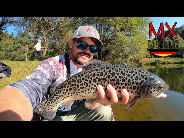 Lachsforellen, Saiblinge und Bachforellen/Ein schöner Start in den Herbst/ Trout Area/ UL Fischen