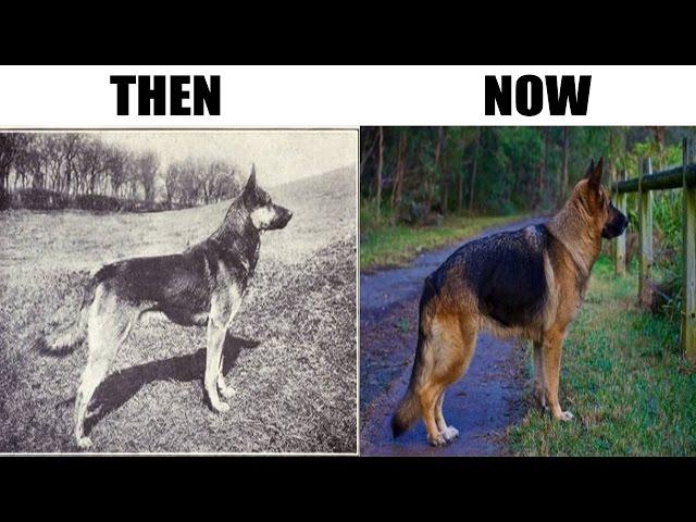 How 100 Years Of Breeding Changed These Popular Dog Breeds
