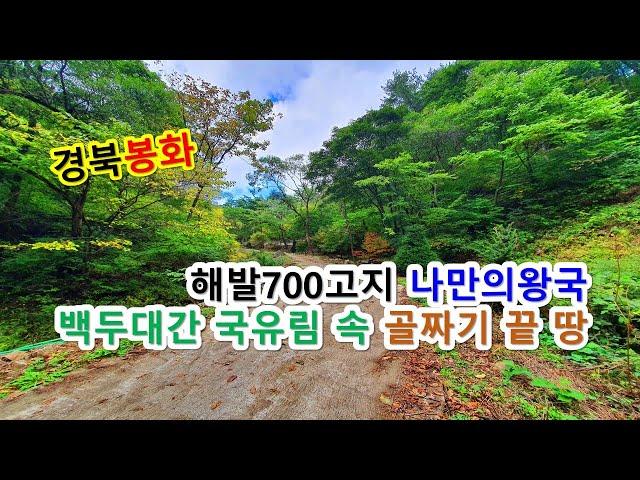싼땅이야기 봉화토지매매, 경상북도 봉화군 두메산골 백두대간 국유림 둘러싸인 골짜기끝 나만의왕국 자연인땅매매, 해발700고지 골막장 자연인생활 전원부지 농어촌민박토지, 봉화-2173