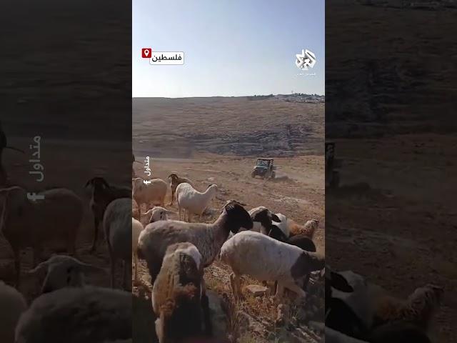 مستوطنون يطاردون رعاة الأغنام في منطقة تل ماعين بمسافر يطا جنوب الخليل