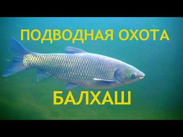 Подводная охота на Балхаше. АМУР и другие. База "Дельта"