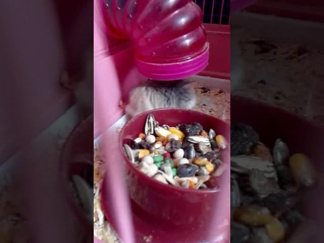 Hamster come/Killer hamster eat after murder