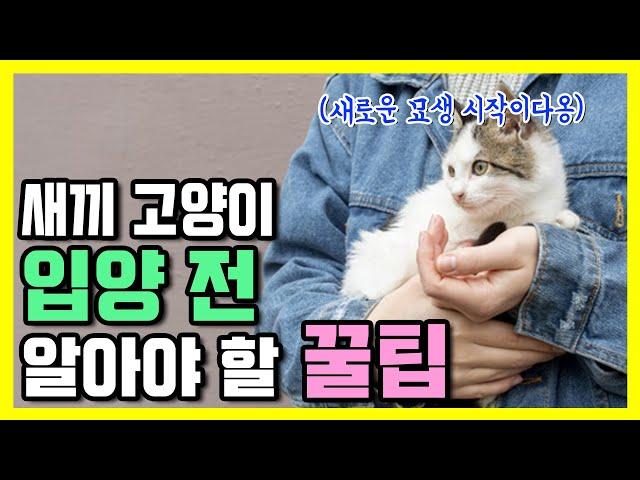 Precautions for Adoption of Baby Cats. Prepare the kitten for adoption.