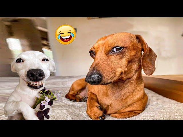 The Funniest Animal Videos 2024  Funny Dogs and Cats are here to Break your HEART