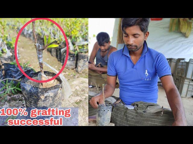 100% Successful Apple Ber Grafting Process/ Thai Apple Ber Farming/ Apple Ber Nursurey/