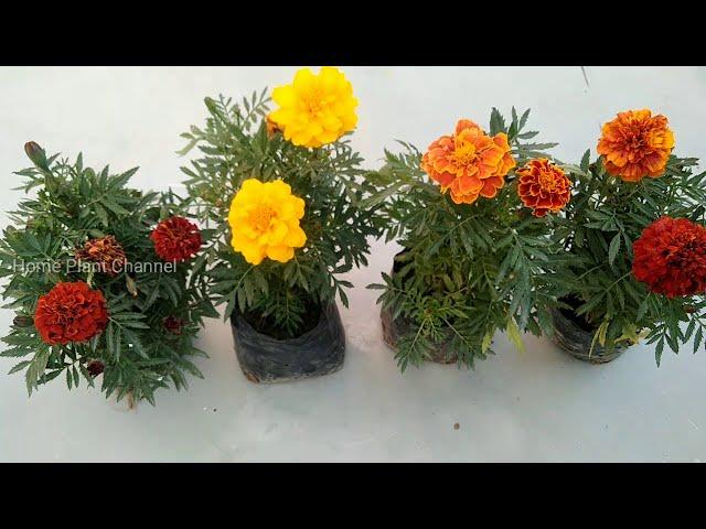 how to grow marigold || from cuttings 15 days result 100% growth result.