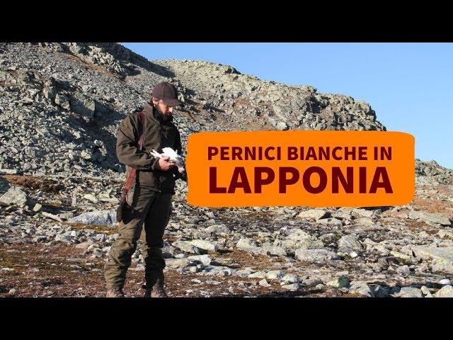 Caccia alle pernici bianche in Lapponia