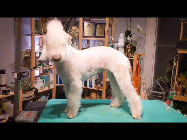 Bedlington Terrier Make Over By a Master Groomer