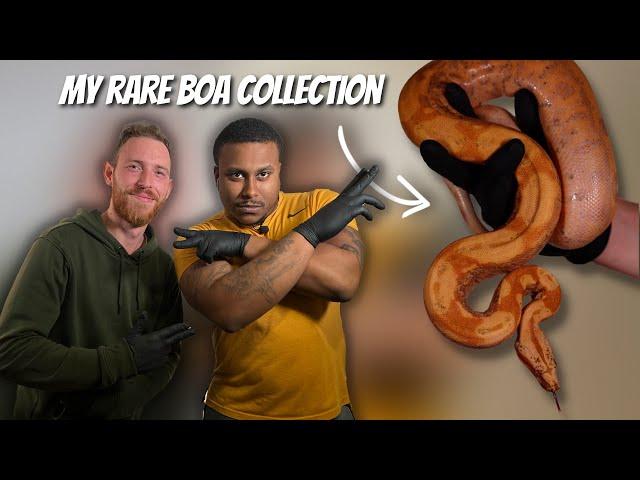 Check Out My Crazy Boa Constrictors! | EP. 34