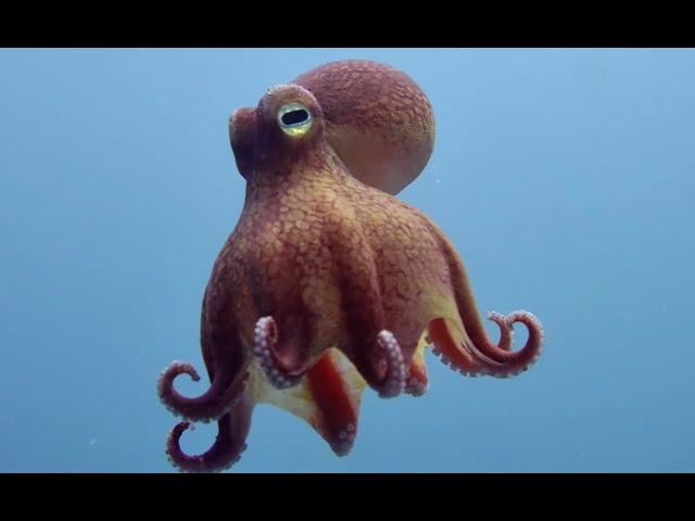 Top 5 Ocean Spy Creatures