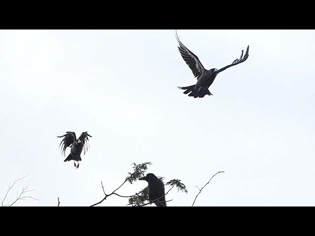 塔塔加阿里山賞鳥行@ 台灣野鳥協會