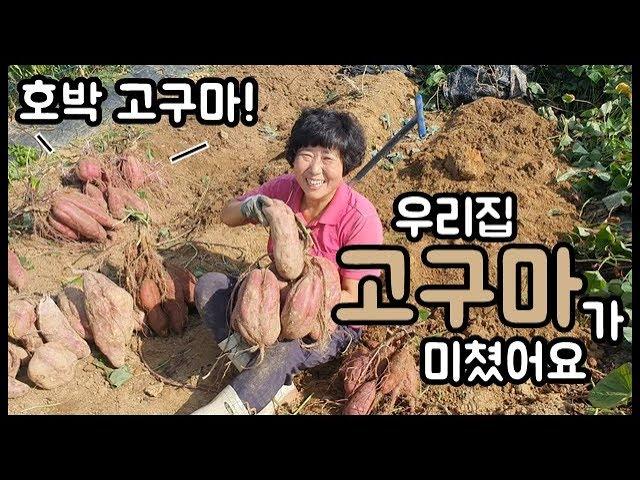 우리 밭 고구마가 미쳤나봐요! - 주말농장 [일꾼TV]