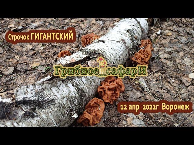 12 апр  2022г  Воронеж. Строчок гигантский (Gyromitra gigas), поиск, рекомендации.