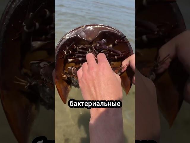 Этот краб — настоящий герой