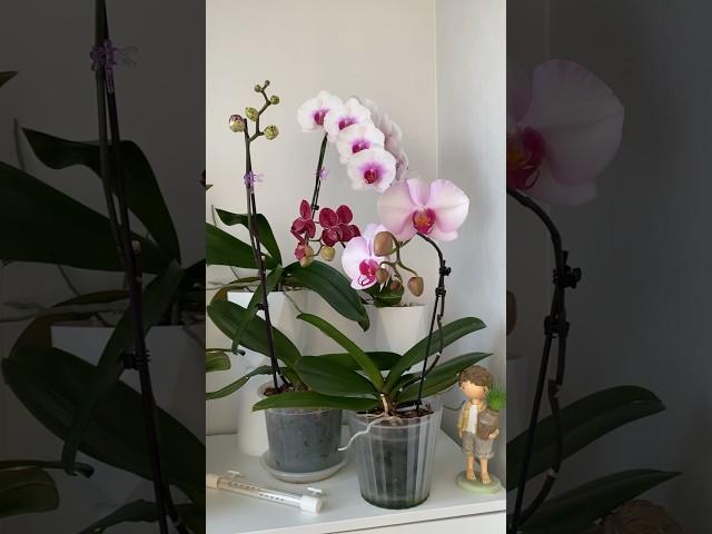 Новинка с орхидиума+несколько  цветущих #orchids