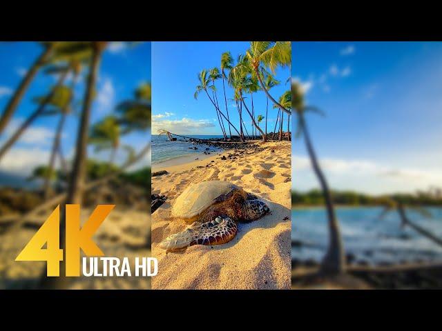 Vertical 4K Nature Film with Music - The Beauty of Big Island's Nature, Hawaii