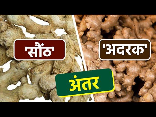 अदरक और सौंठ में अंतर | Adrak Aur Saunth Difference  | Ginger Dry Ginger Difference |Boldsky *Helath